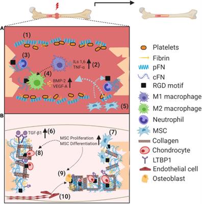 Fibronectin in Fracture Healing: Biological Mechanisms and Regenerative Avenues